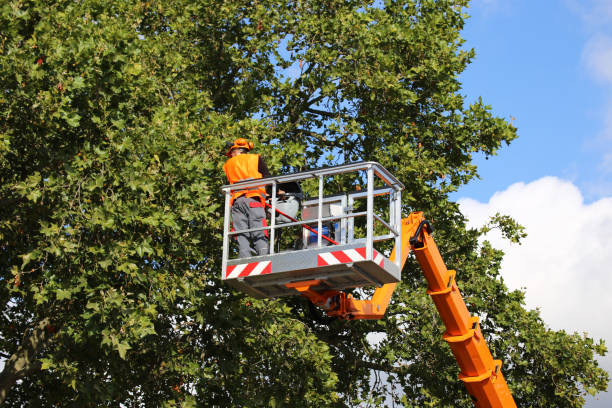 Professional Tree Services in St Augustine Shores, FL